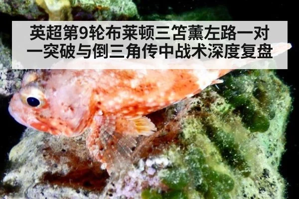 英超第9轮布莱顿三笘薰左路一对一突破与倒三角传中战术深度复盘